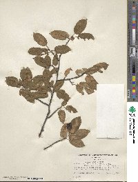 Amelanchier arborea image