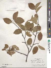 Amelanchier arborea image