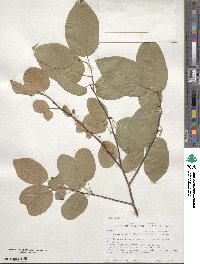 Amelanchier arborea image