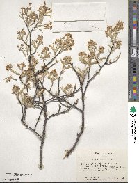 Amelanchier arborea image