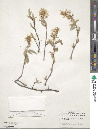 Amelanchier arborea image