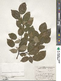 Amelanchier arborea image