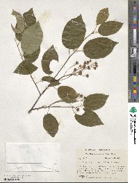 Amelanchier arborea image