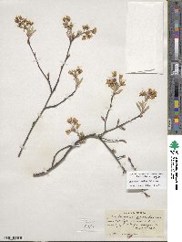 Amelanchier canadensis image