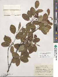 Amelanchier canadensis image