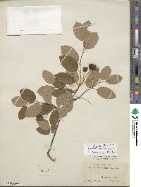 Amelanchier canadensis image