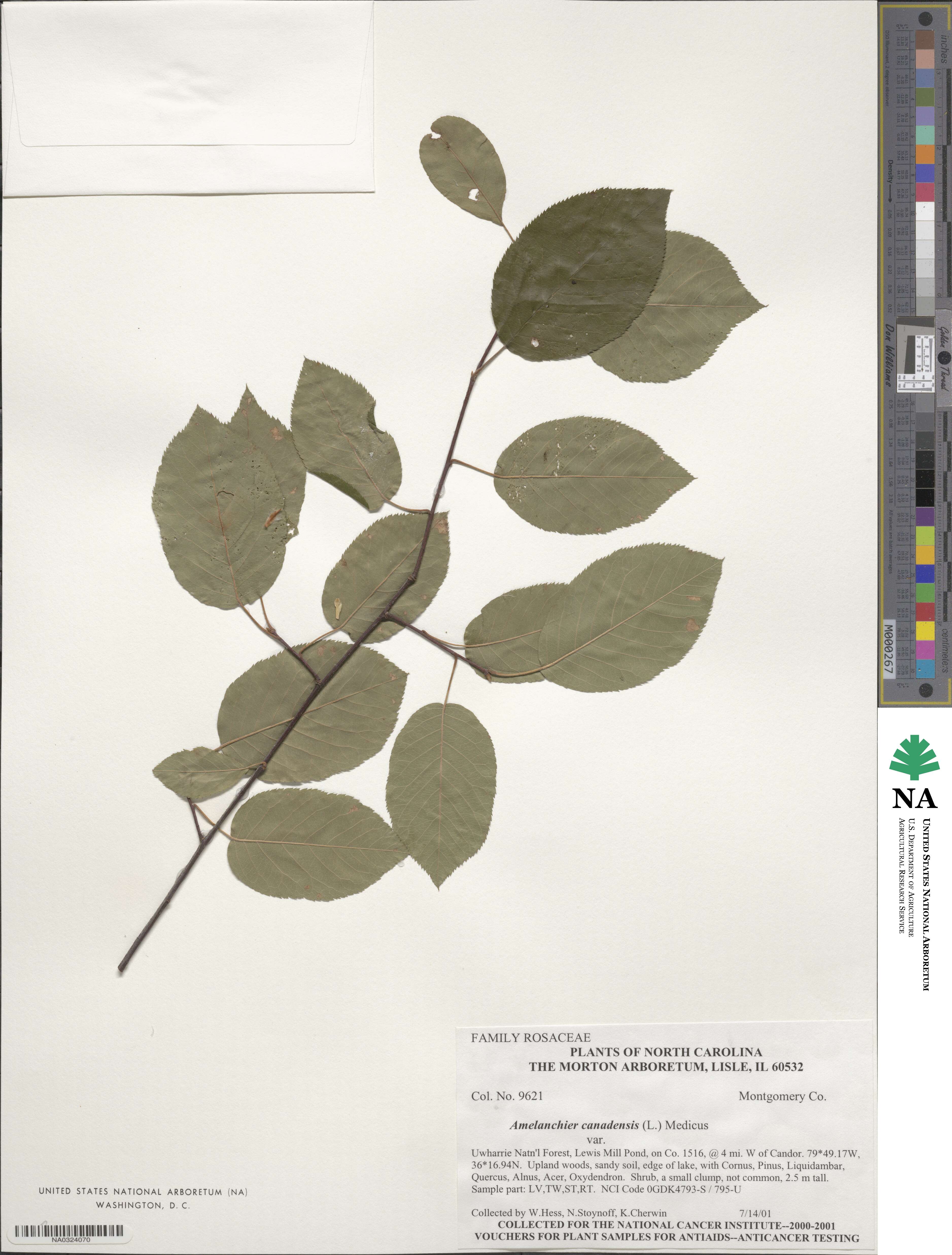 Amelanchier canadensis image