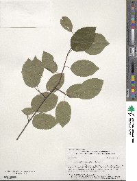 Amelanchier canadensis image