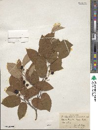 Amelanchier canadensis image