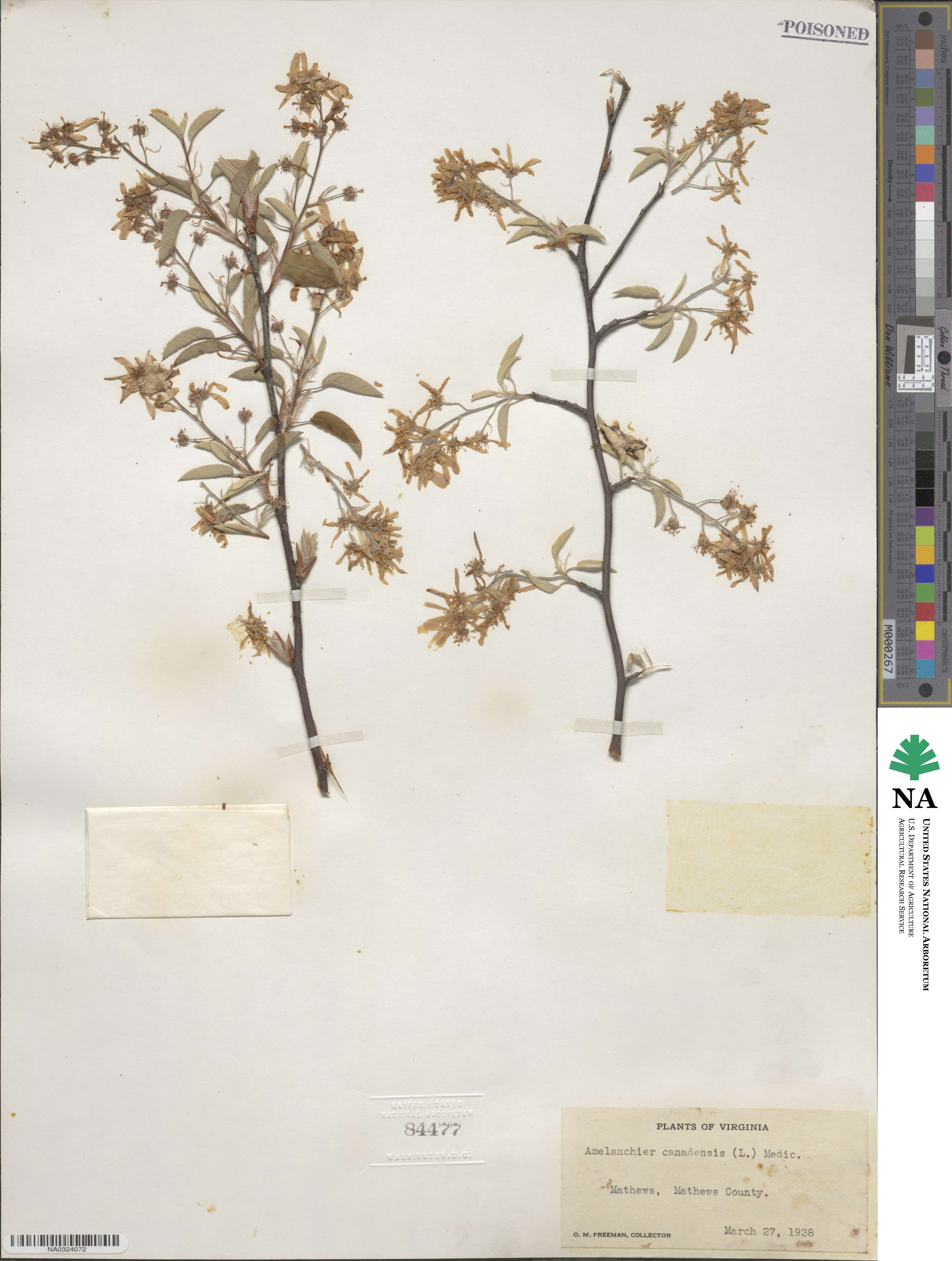 Amelanchier canadensis image