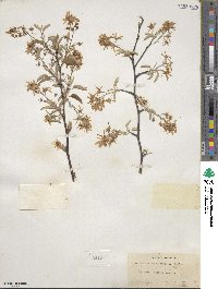 Amelanchier canadensis image