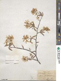 Amelanchier canadensis image