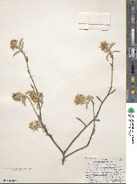 Amelanchier canadensis image