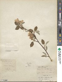 Amelanchier canadensis image