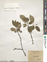 Amelanchier canadensis image