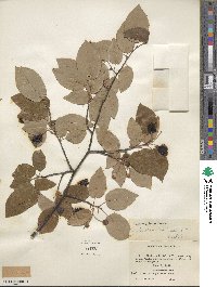 Amelanchier canadensis image