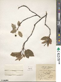 Amelanchier canadensis image