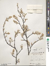 Amelanchier canadensis image