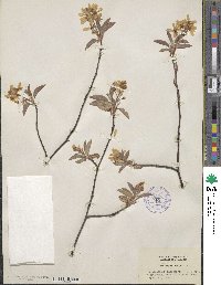 Amelanchier canadensis image