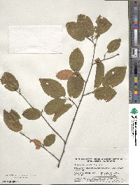 Amelanchier canadensis image