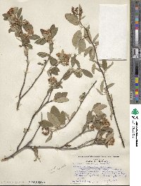 Amelanchier canadensis image