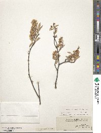 Amelanchier canadensis image