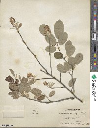 Amelanchier canadensis image