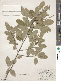 Amelanchier canadensis image