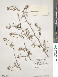 Amelanchier canadensis image