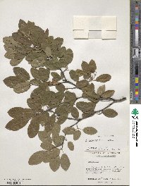 Amelanchier canadensis image