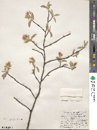 Amelanchier canadensis image