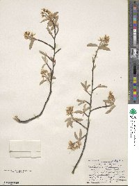 Amelanchier canadensis image