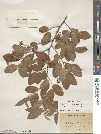 Amelanchier canadensis image