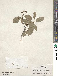 Amelanchier canadensis image