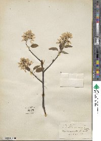 Amelanchier canadensis image