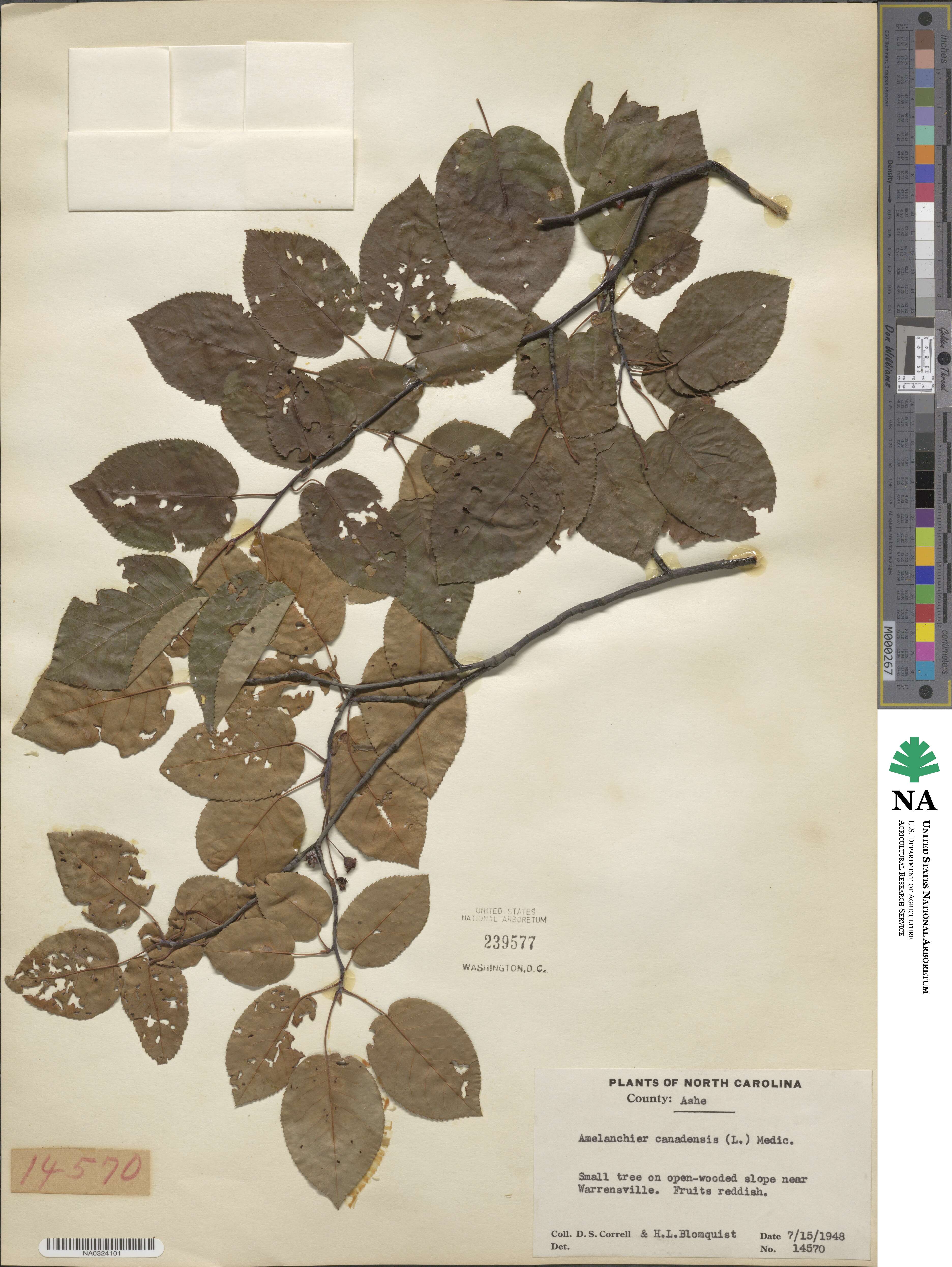 Amelanchier canadensis image