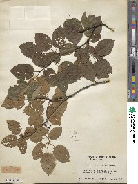 Amelanchier canadensis image