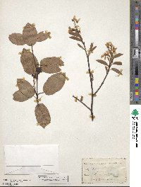 Amelanchier canadensis image