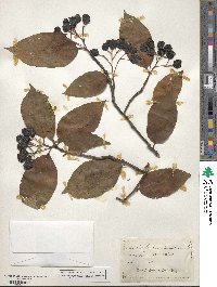 Amelanchier canadensis image