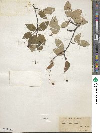 Amelanchier canadensis image