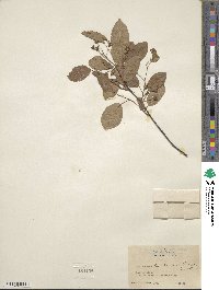 Amelanchier canadensis image