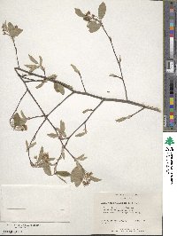 Amelanchier canadensis image