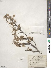 Amelanchier canadensis image