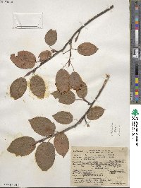 Amelanchier canadensis image