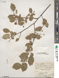 Amelanchier canadensis image