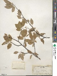 Amelanchier canadensis image