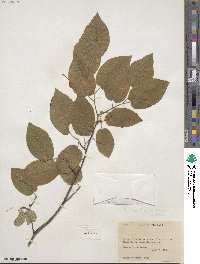 Amelanchier canadensis image