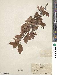 Amelanchier canadensis image