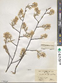 Amelanchier canadensis image