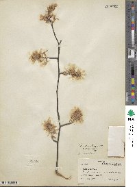 Amelanchier canadensis image